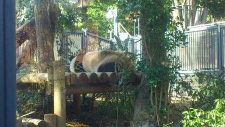 上野動物園パンダ8